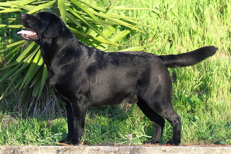 17 dog breeds that choose stability over excitement every time 15 Labrador Retriever