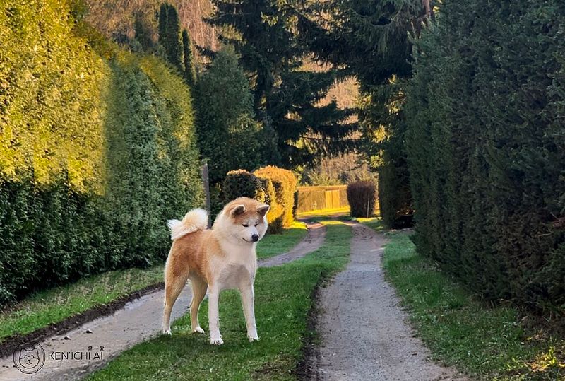 Akita