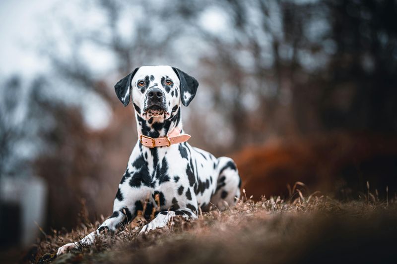 Dalmatian