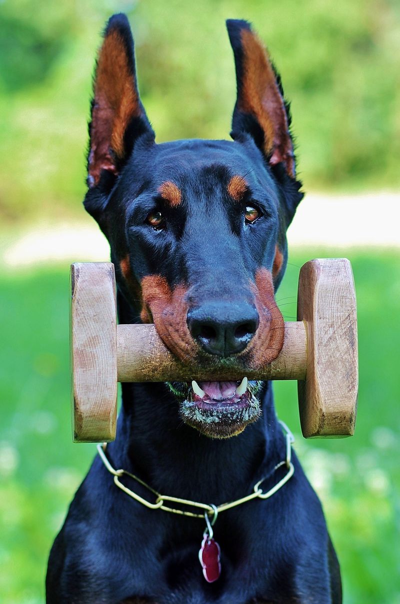 Doberman Pinscher