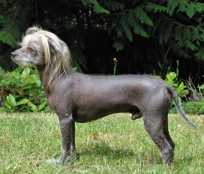 Poodles Aren’t the Only Hypoallergenic Dogs — Meet 24 More Allergy-Friendly Breeds 12 Chinese Crested