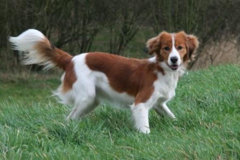 “Your Dog Doesn’t Have Separation Anxiety - It Has FOMO” Posts Are Going Viral - 14 Breeds Mentioned Most 11 Kooikerhondje