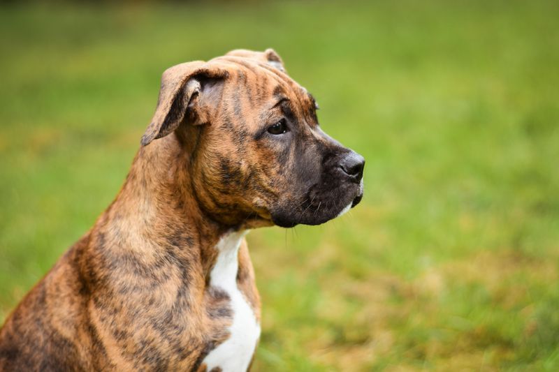 14 dogs that choose their person fast and never emotionally let go 10 Boxer