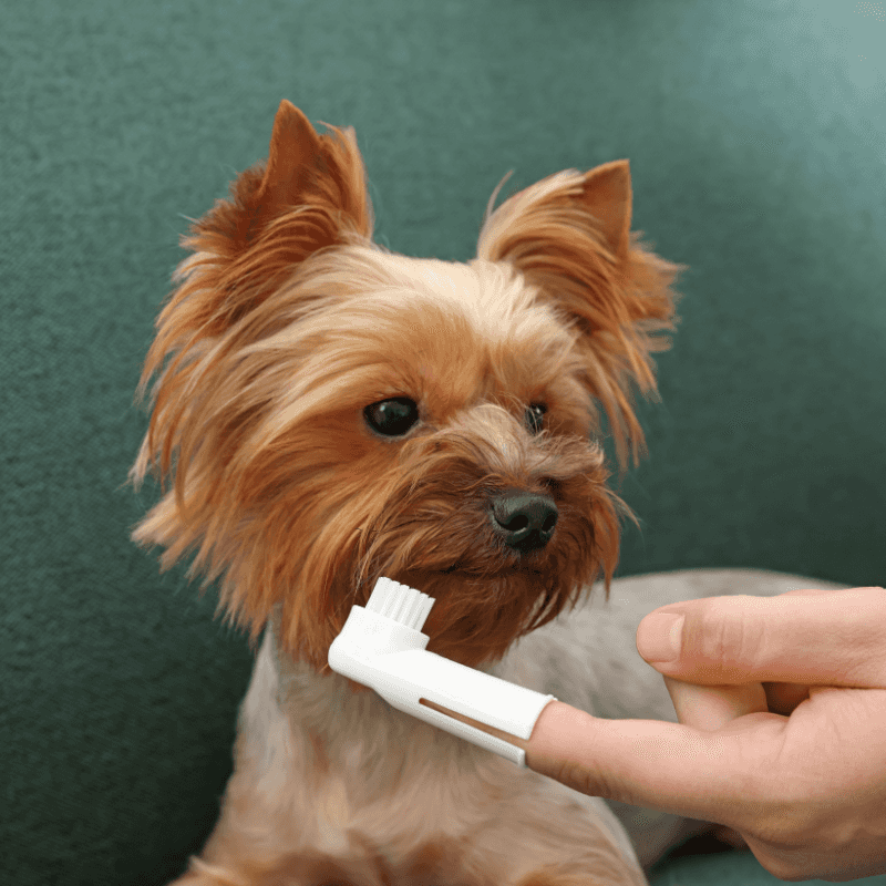 Daily Toothbrushing Made Simple