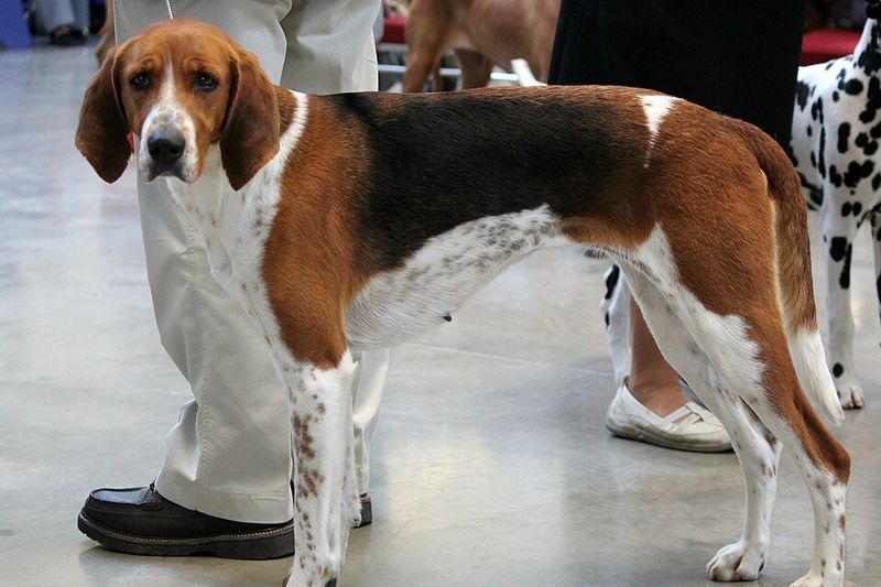 These 12 dog breeds experience the world one smell at a time - plus 3 that rarely miss a clue 10 American Foxhound