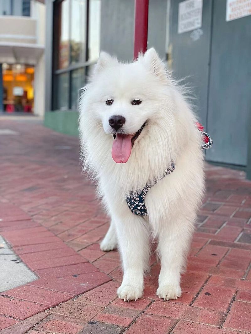 13 dog breeds known for their high adoption and ownership costs 5 Samoyed