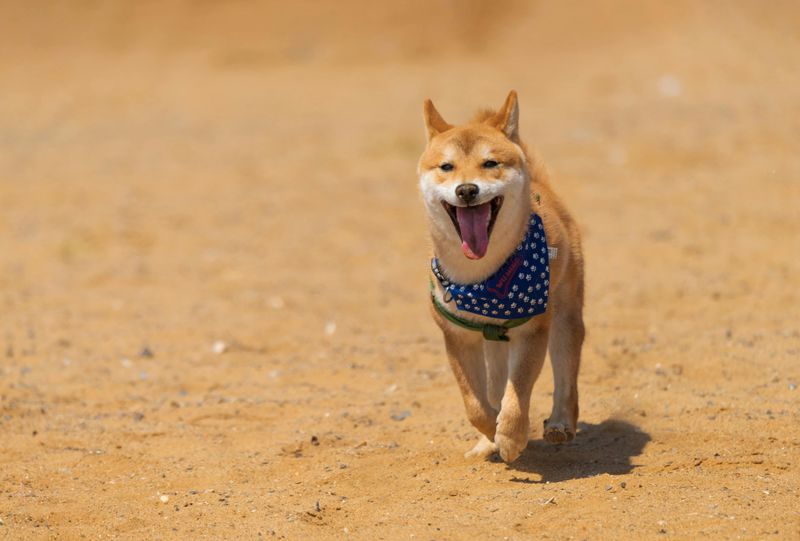 Shiba Inu