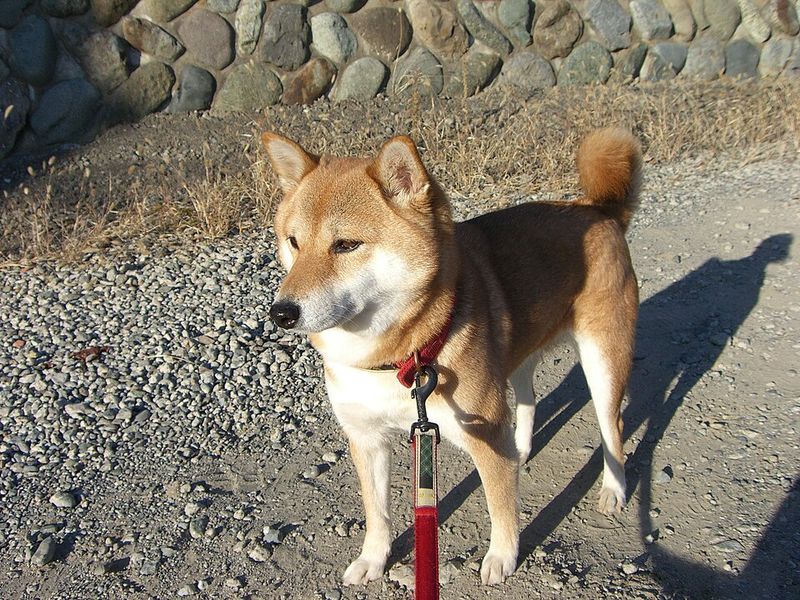 Years of dog ownership may not prepare you for breeds that were developed to make decisions independently 5 Shiba Inu