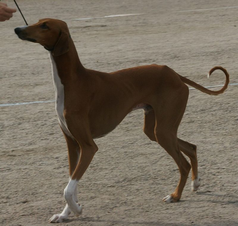 12 Breeds That Are More Sensitive to Touch Around the Neck and Shoulders - What to Use Instead 5 Azawakh