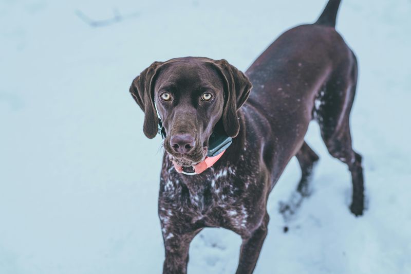 German Shorthaired Pointer