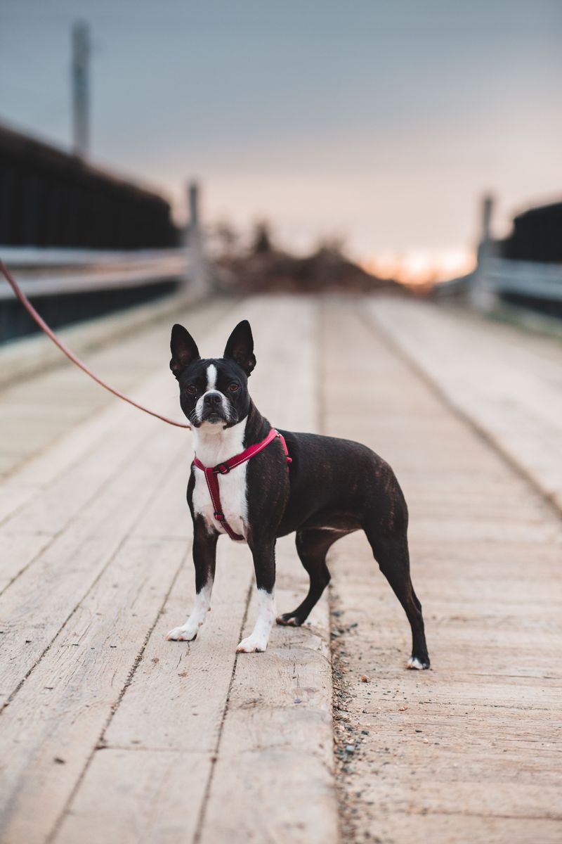 Boston Terrier