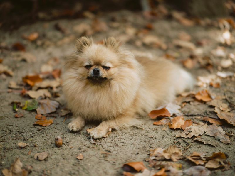 Pomeranian