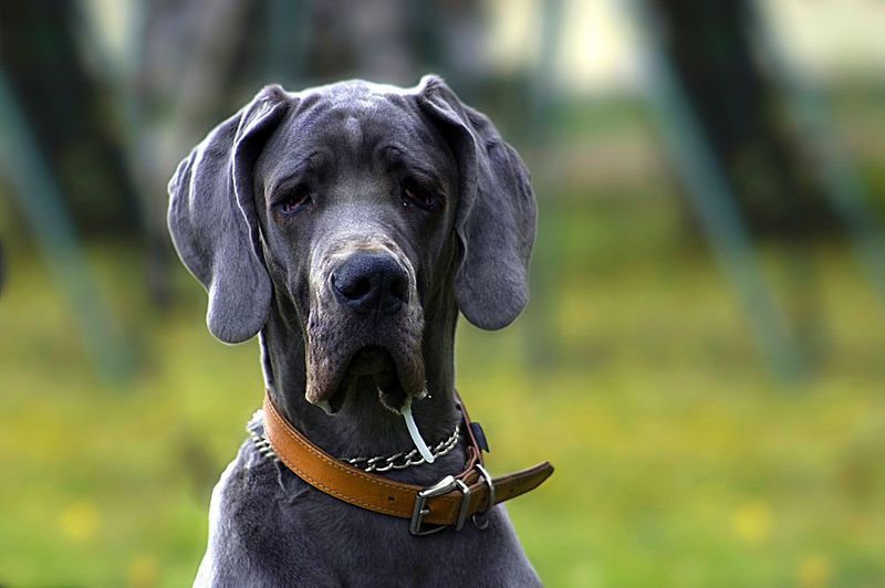 12 dog breeds that don't need to announce every discovery - and may be watching more than you realize 5 Great Dane