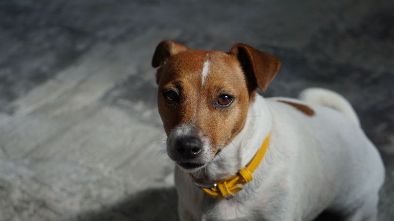 A full bowl and a long walk can solve a lot - Just not everything these dogs need 9 Jack Russell Terrier - pocket rocket