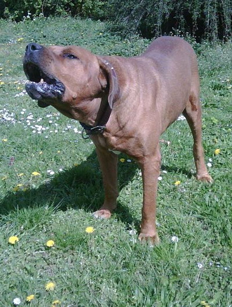 12 powerhouse dog breeds that can overwhelm unprepared owners fast 11 Tosa Inu