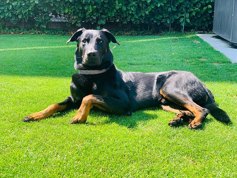 These 11 athletic protectors are winning over a new generation of owners 8 Beauceron