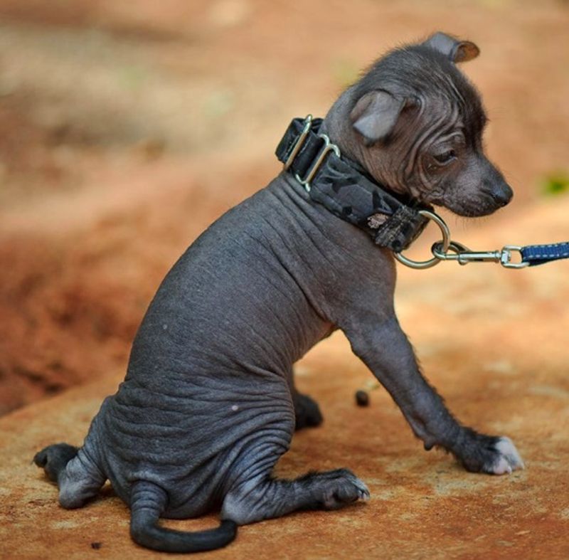 Toy Xoloitzcuintli
