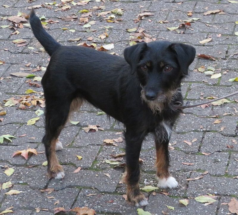 Jagdterrier (German Hunt Terrier)