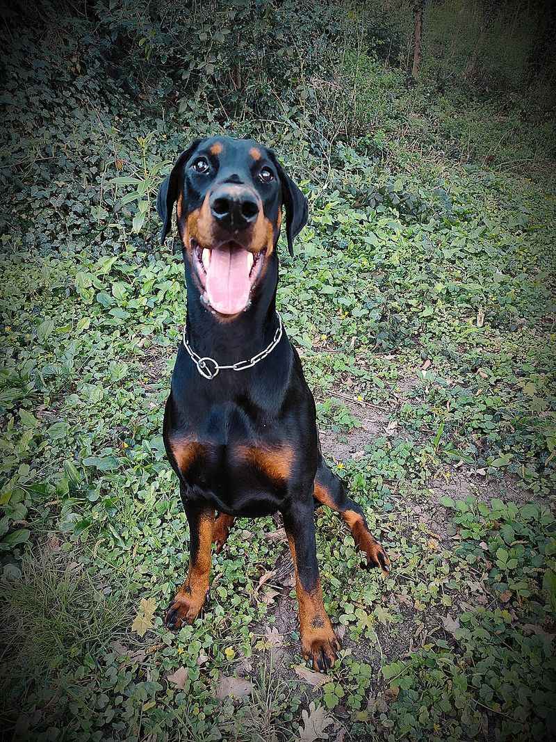 Show these clever dogs how the house works and they may learn the routine before you expect 12 Doberman Pinscher
