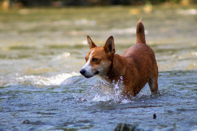 Basenji