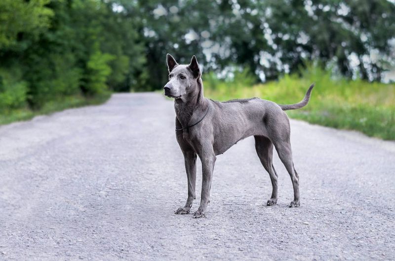 24 Distinctive Dog Breeds You Don’t See Every Day 4 Thai Ridgeback