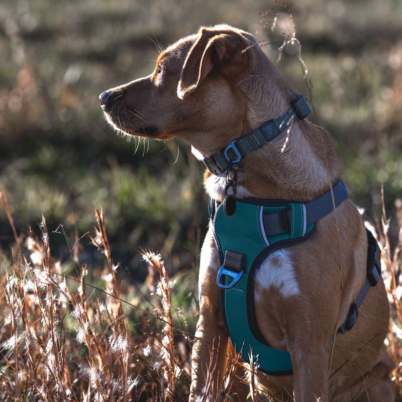 Embark Adventure Dog Harness