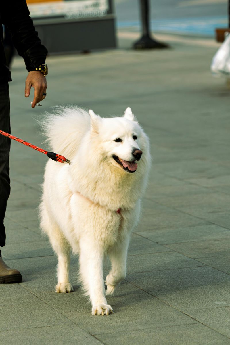 Samoyed