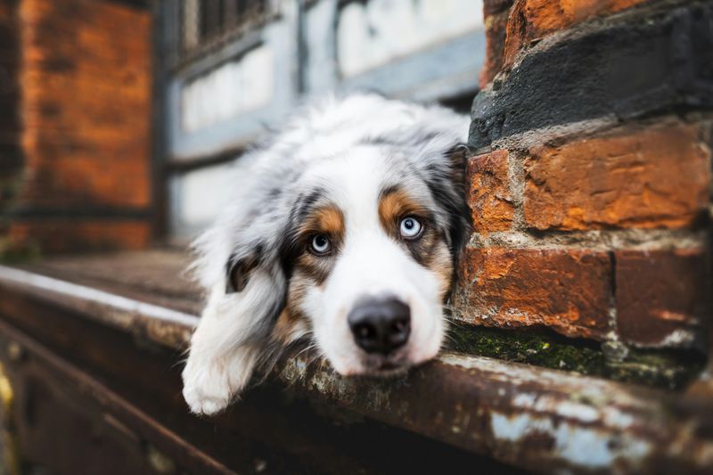 Australian Shepherd