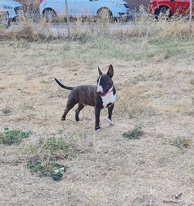13 dog breeds that can make strangers hesitate - until they see how affectionate these dogs can be at home 14 Bull Terrier