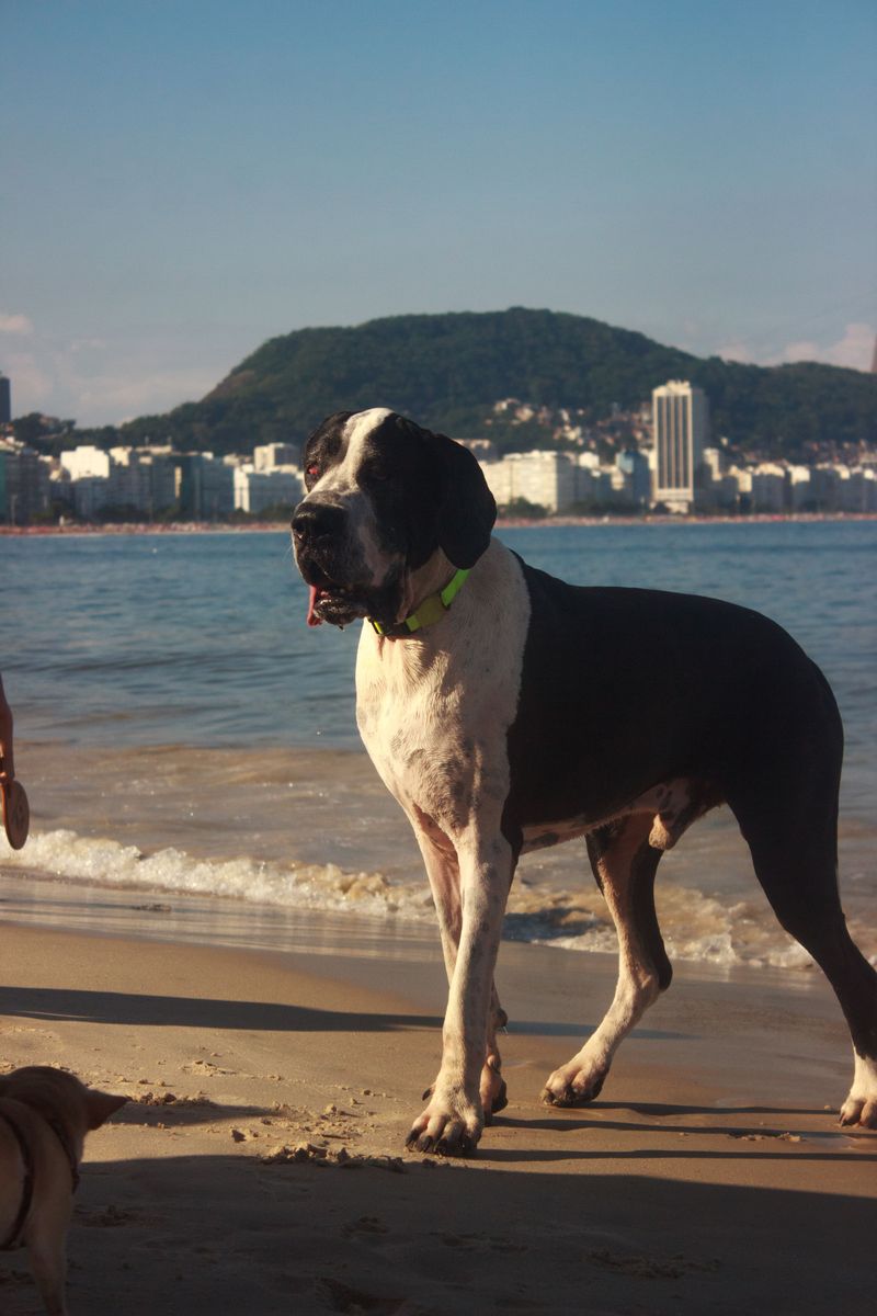 Your coworker has four paws now - these dog breeds can fit the home-office routine surprisingly well 10 Great Dane