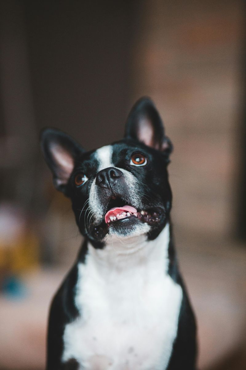 21 Affectionate Dog Breeds That Find Happiness in Simply Being Close 17 Boston Terrier