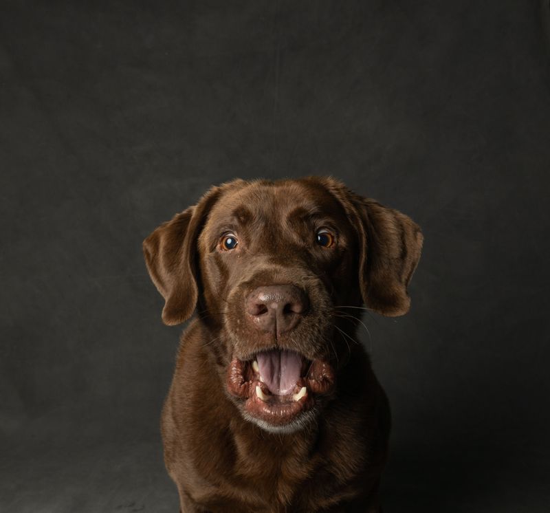 These 14 dogs often become completely different companions as they mature 3 Labrador Retriever