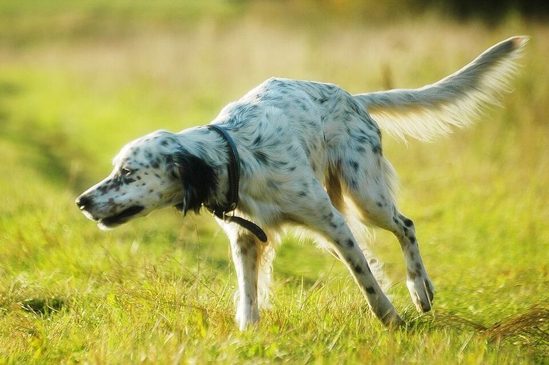 English Setter