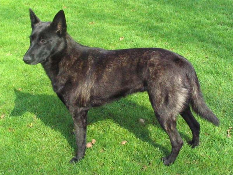 Keeping these dog breeds fulfilled means challenging both their muscles and their minds 11 Dutch Shepherd