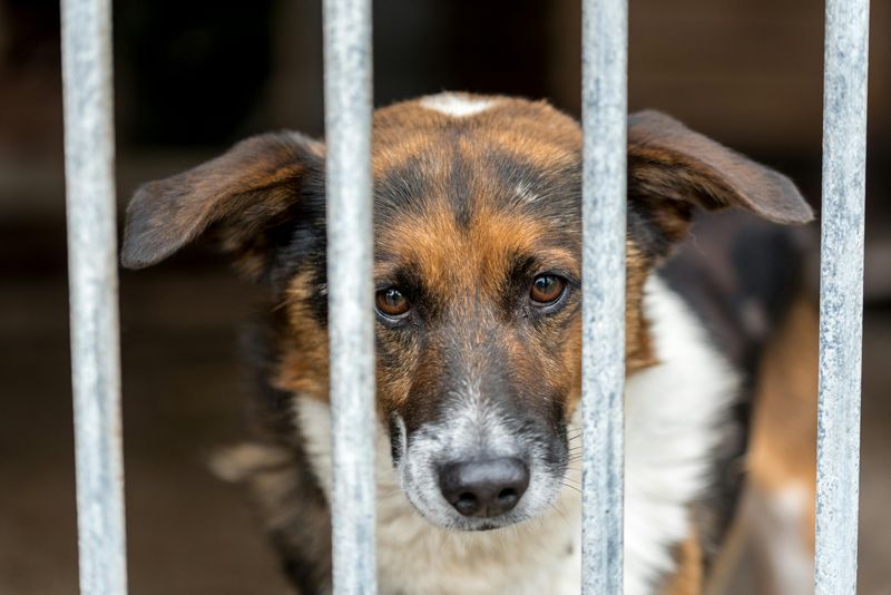 Myth 4: Adopting a dog from a shelter is risky.