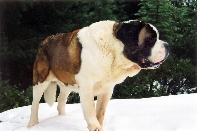 Saint Bernard