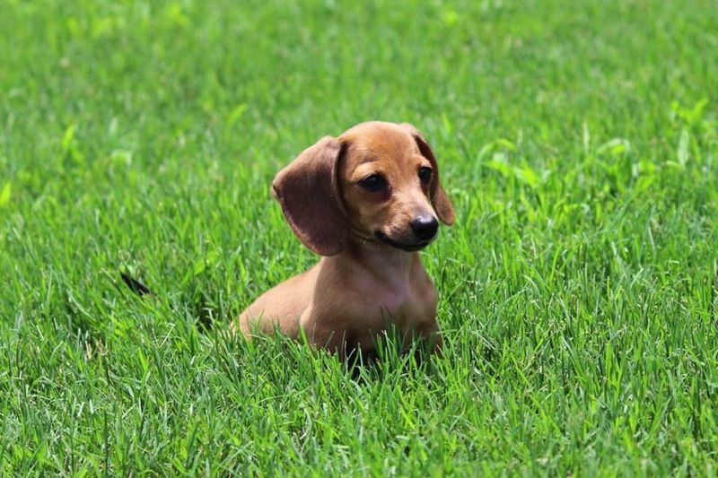 Dachshund (Miniature)