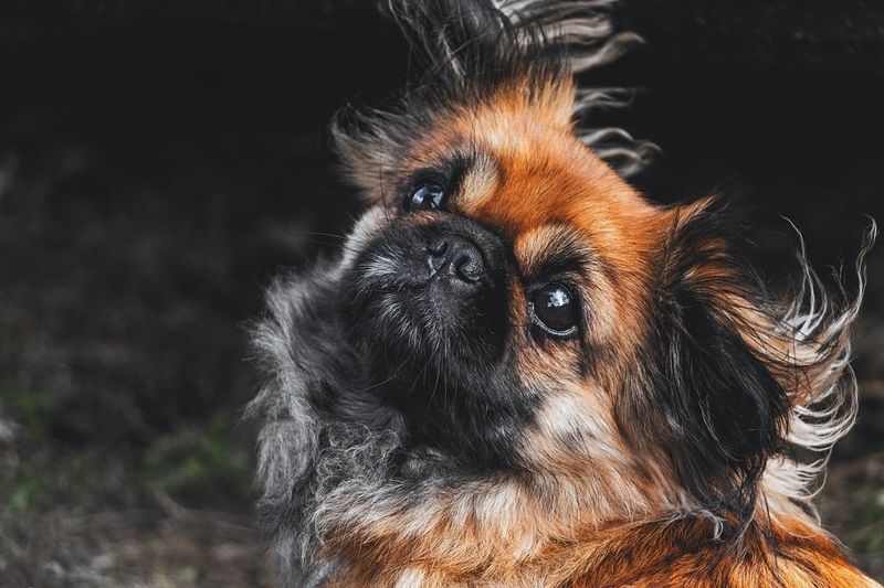 Pekingese