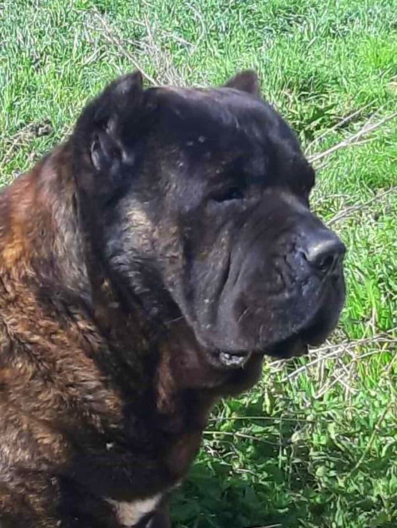 Cane Corso