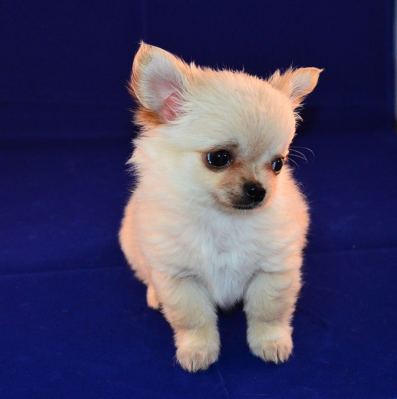 Chihuahua