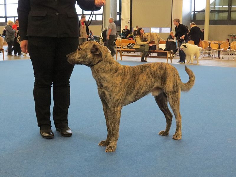 Portuguese Cattle Dog