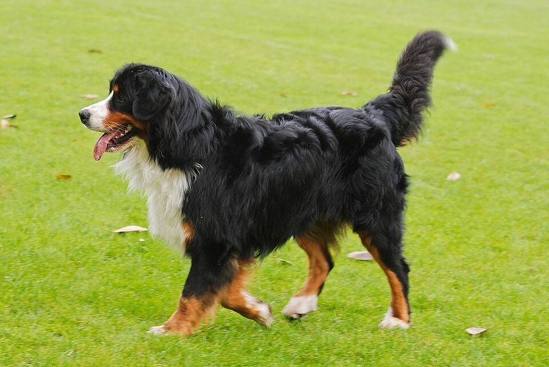 Bernese Mountain Dog