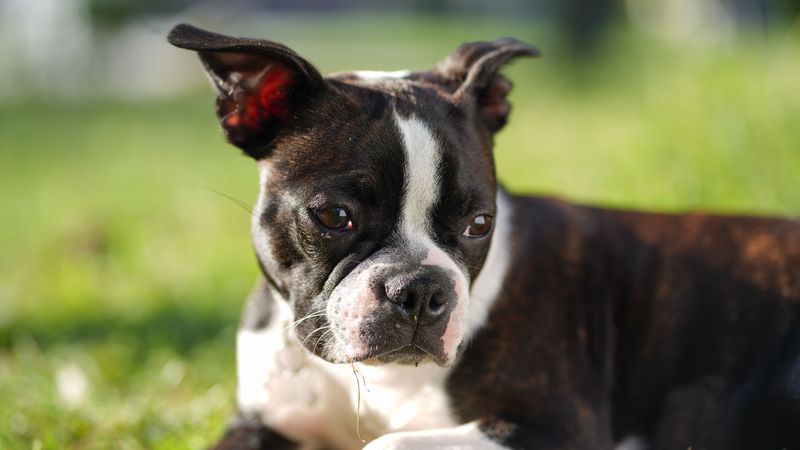 These dog breeds are finding their place in the lives of younger city owners 5 Boston Terrier - the friendly city roommate