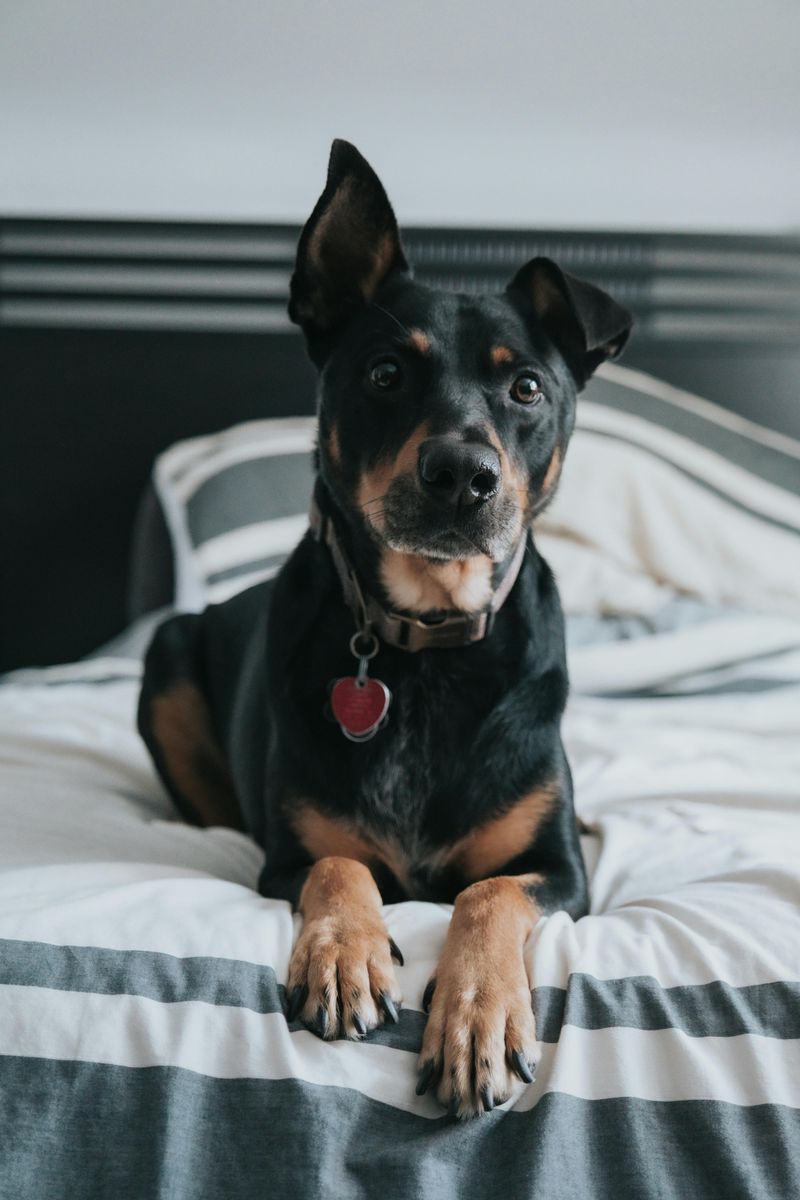 Australian Kelpie