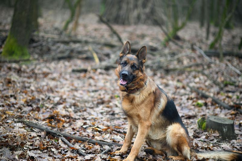 17 dog breeds that have the clearest physical features linked to their original purpose 10 German Shepherd