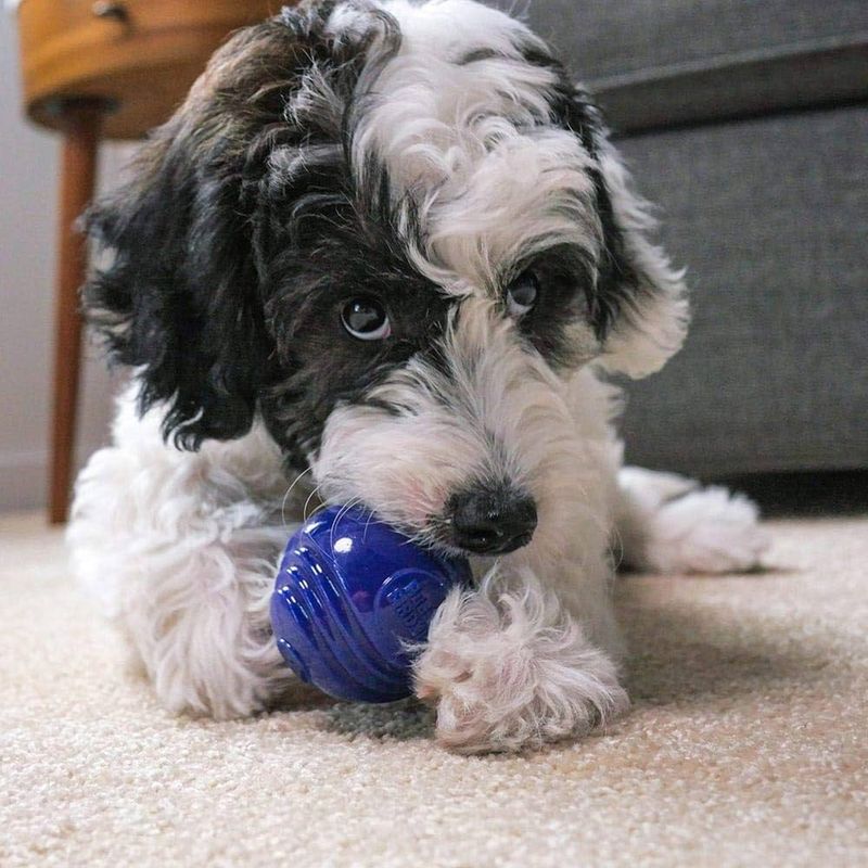 Rocco & Roxie Supply Co. Ball
