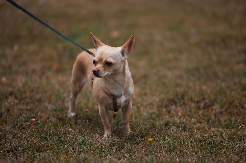 Chihuahua