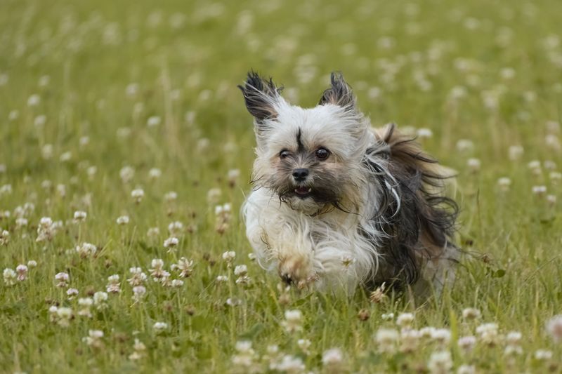 Forget the backyard myth - These 13 dog breeds show why home is about people, not space 2 Havanese
