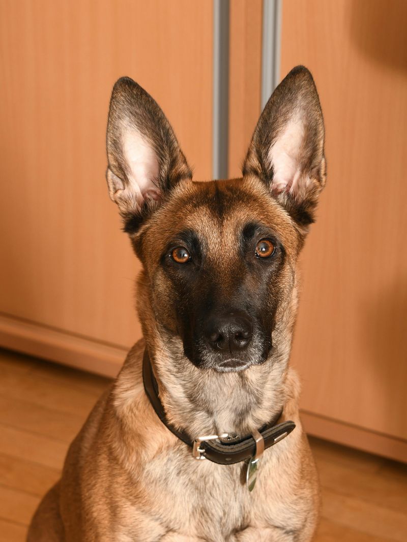 14 dog breeds that are simply too intense for most households 2 Belgian Malinois
