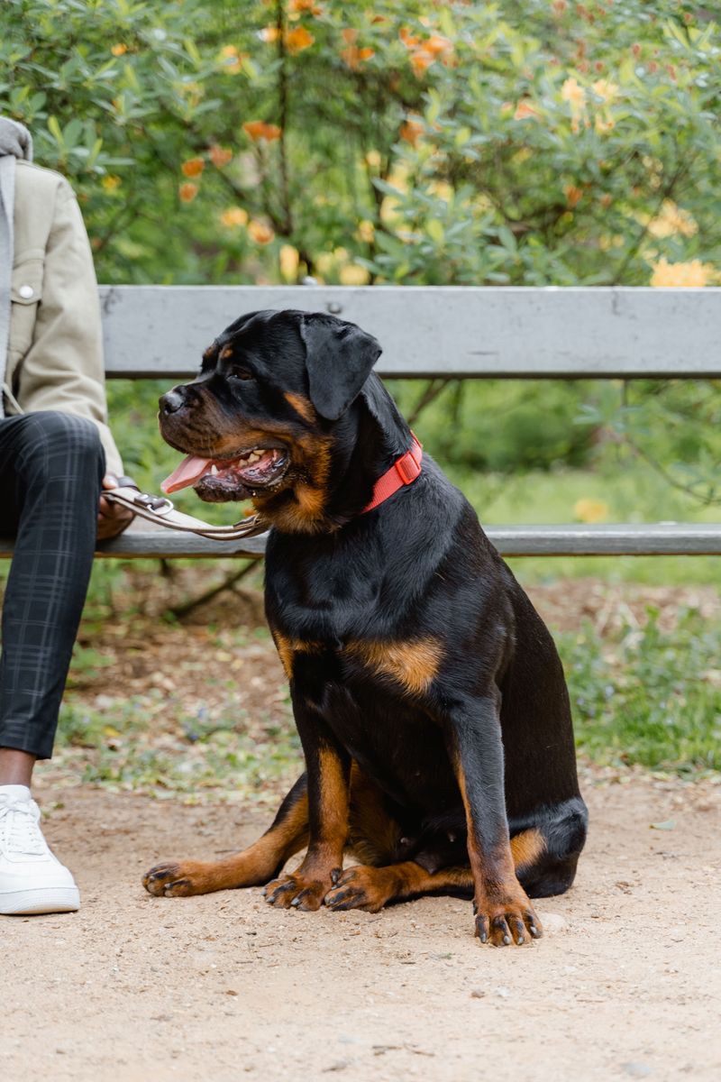 14 dog breeds that remember who treated them well – plus 4 that take much longer to trust again 14 Rottweiler